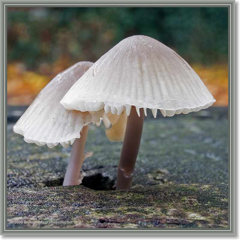 klik om separaat te bekijken